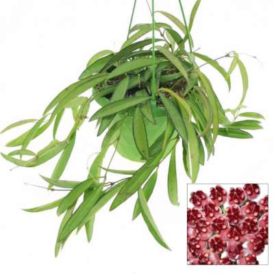 Hoya wayetii